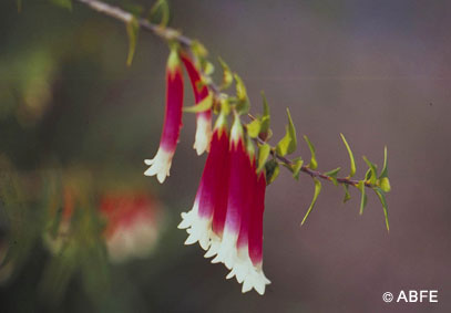 Bush Fuchsia – Bild 2
