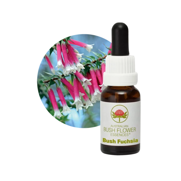 Bush Fuchsia – Bild 3