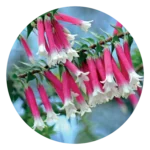 Bush Fuchsia
