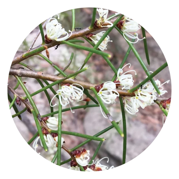 Dagger Hakea
