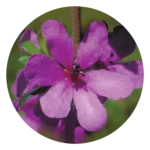 Dog Rose Of The Wild Forces