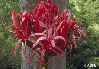Gymea Lily – Bild 2