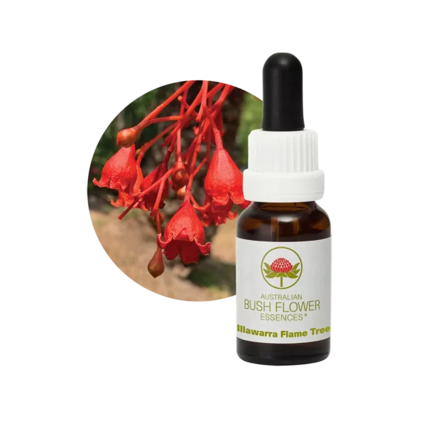 Illawara Flame Tree – Bild 3