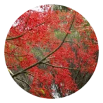 Illawara Flame Tree