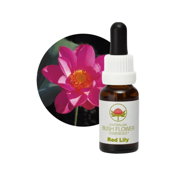 Red Lily – Bild 3