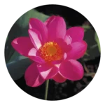 Red Lily