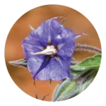 Rough Bluebell