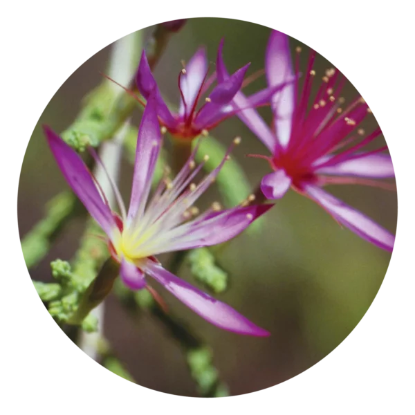 Turkey Bush