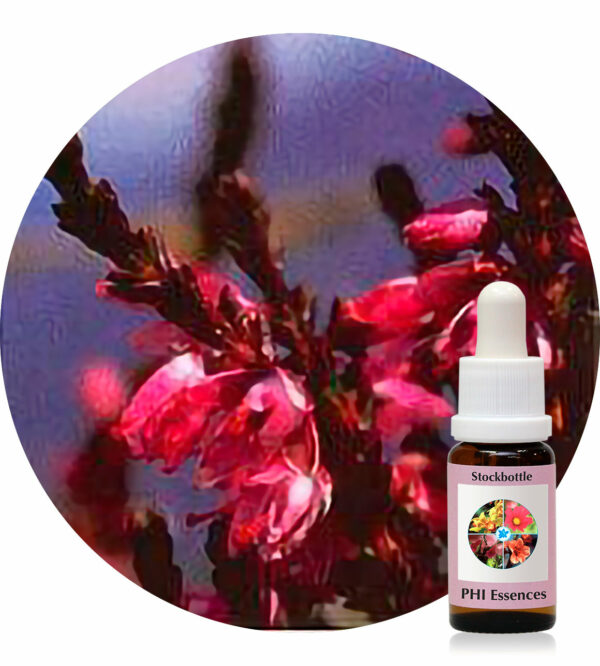Heather (PHI Essences)