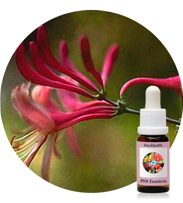 Honeysuckle (PHI Essences)