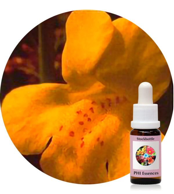 Mimulus (PHI Essences)