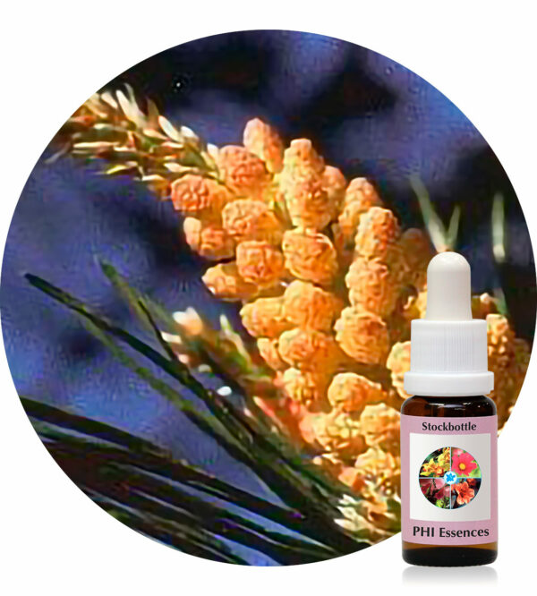 Pine (PHI Essences)