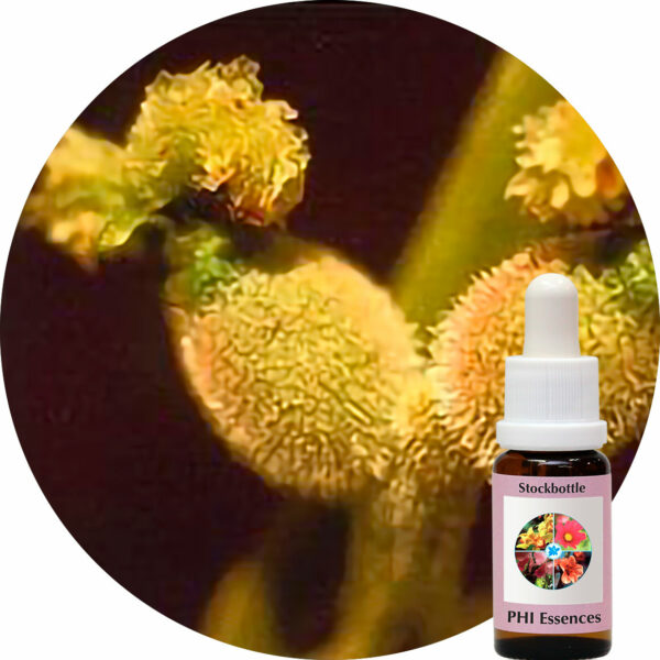 Walnut (PHI Essences)