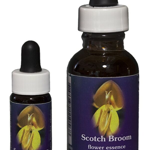 SCOTCH BROOM Kalifornische Blütenessenz FES