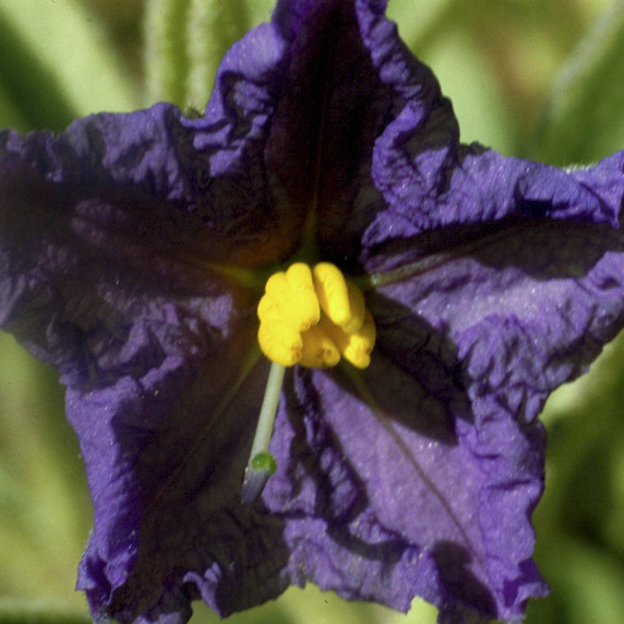 Wild Potato Bush – Bild 2