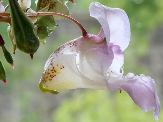 IMPATIENS Bachblüte Nr. 18 – Bild 3