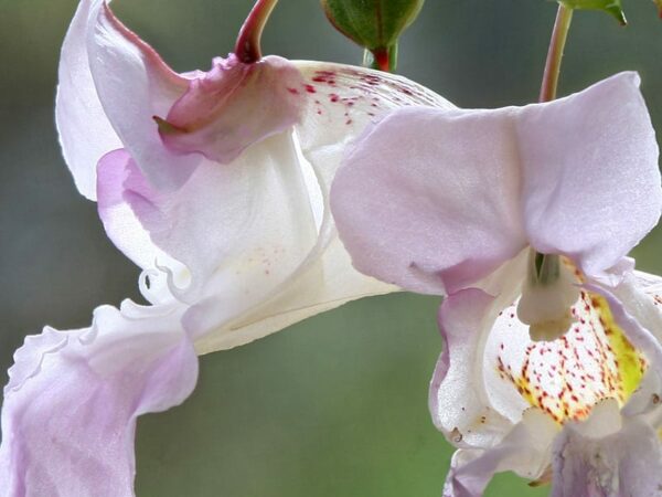 IMPATIENS Bachblüte Nr. 18 – Bild 2