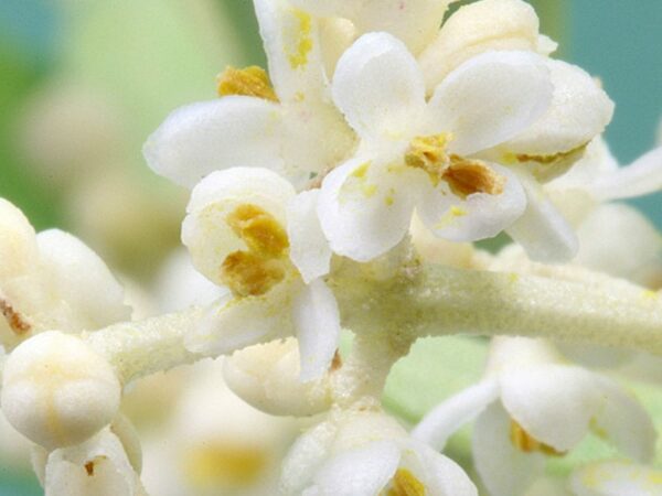 OLIVE Bachblüte Nr. 23 – Bild 3