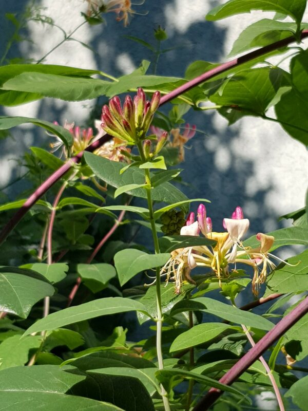 HONEYSUCKLE Bachblüte Nr. 16 – Bild 3