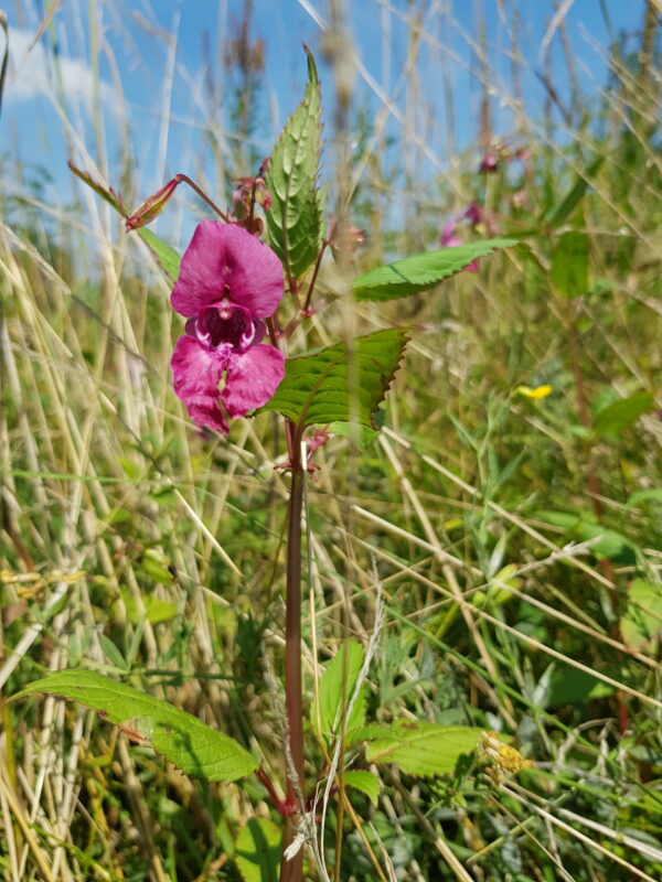 IMPATIENS Bachblüte Nr. 18 – Bild 5