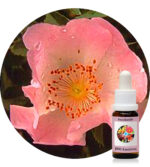 Wild Rose ( PHI Essences)
