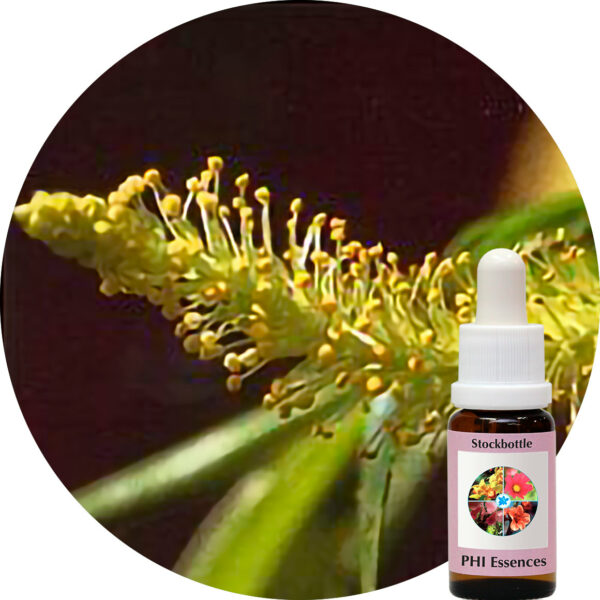 Willow (PHI Essences)