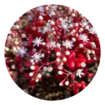 Sedum (Australische Buschblüten Essenzen)