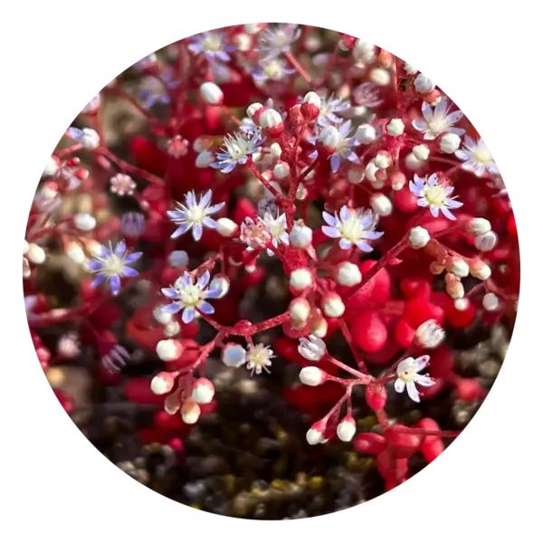 Sedum (Australische Buschblüten Essenzen)
